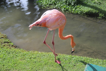 Flamingo