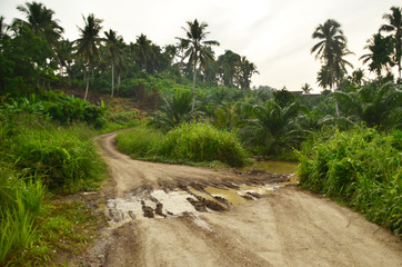 Fototapeta na wymiar A muddy road that connected to the forest, Sabah.