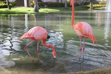 Flamingos