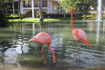 Flamingos