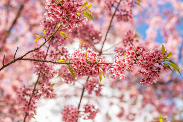 Sakura 