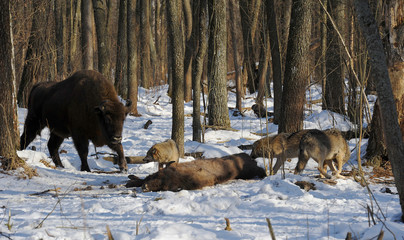 Pack of wolves vs. Herd of European bison (Bison bonasus) near dead young bison cub in the forest...