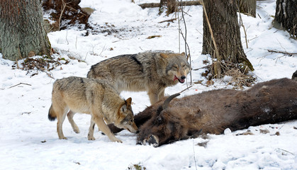 Pack of wolves vs. Herd of European bison (Bison bonasus) near dead young bison cub in the forest of Belarus