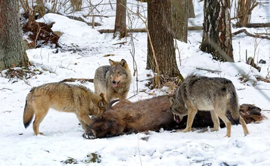 Raamstickers Pak wolven versus kudde Europese bizons (Bison bonasus) dichtbij dode jonge bizonwelp in het bos van Wit-Rusland © adventure