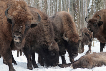 Herd of European bison (Bison bonasus) mourn their dead cub in winter forest of Belarus © adventure
