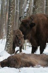 Fototapeta premium Herd of European bison (Bison bonasus) mourn their dead cub in winter forest of Belarus