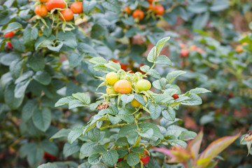 Wild rose hip in organic garden