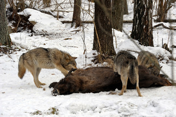 Pack of wolves vs. Herd of European bison (Bison bonasus) near dead young bison cub in the forest of Belarus