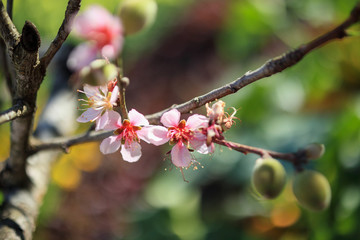 chinese plum flower blossom close up