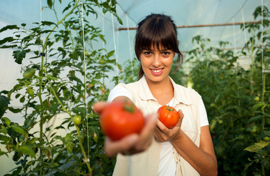 Smiling Female Farmer Holding Fresh Tomato In Green House