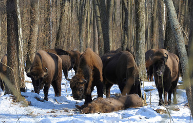 Pack of wolves vs. Herd of European bison (Bison bonasus) near dead young bison cub in the forest of Belarus