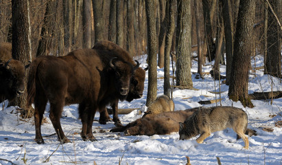 Pack of wolves vs. Herd of European bison (Bison bonasus) near dead young bison cub in the forest of Belarus © adventure
