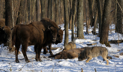 Pack of wolves vs. Herd of European bison (Bison bonasus) near dead young bison cub in the forest of Belarus