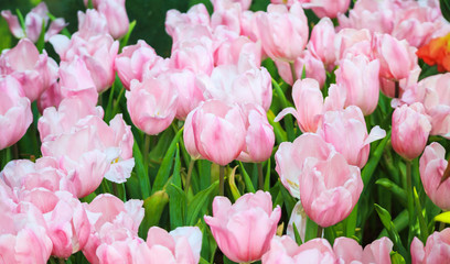 Fresh colorful tulips flower bloom in the garden