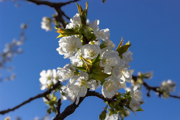 Spring flowering of a wild cherry tree. Monferrato hills, Piedmont, Italy. Backlit shot