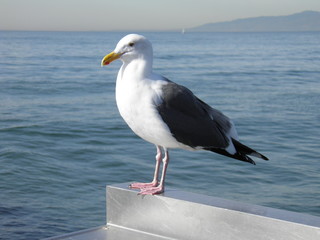 Fototapeta na wymiar bird at the shore