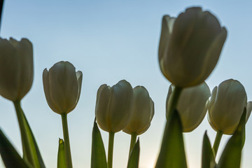 Obraz premium defocusing. white / yellow tulips against the blue sky. March 8, birthday, anniversary.