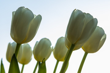 Obraz premium defocusing. white / yellow tulips against the blue sky. March 8, birthday, anniversary.