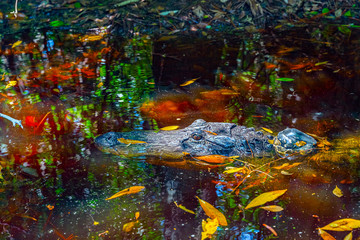 Snout and eyes of an alligator swimming in calm water with reflections of trees at the Okefenokee Swamp Park.