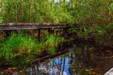 Wooden path through forest woods of Okefenokee Swamp Park in Georgia.