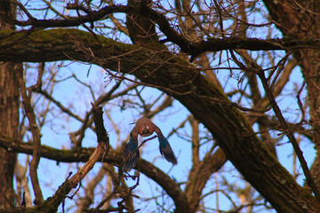 Eurasian jay (Garrulus glandarius) flying on camera