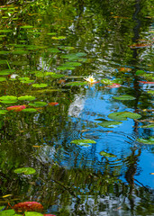 Forest swamp land in Okefenokee Swamp Park, Southern Georgia.