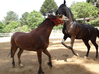 horse's fight