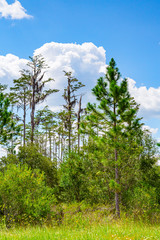 Forest swamp land in Okefenokee Swamp Park, Southern Georgia.