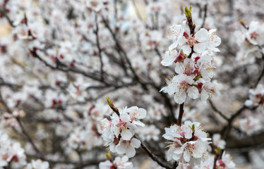 defocusing. Spring. blooms with white flowers sakura / cherry