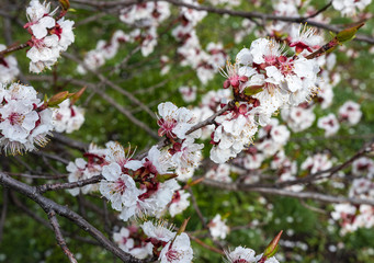 defocusing. Spring. blooms with white flowers sakura / cherry