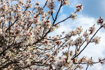 defocus. spring sakura / cherry blossom against blue sky