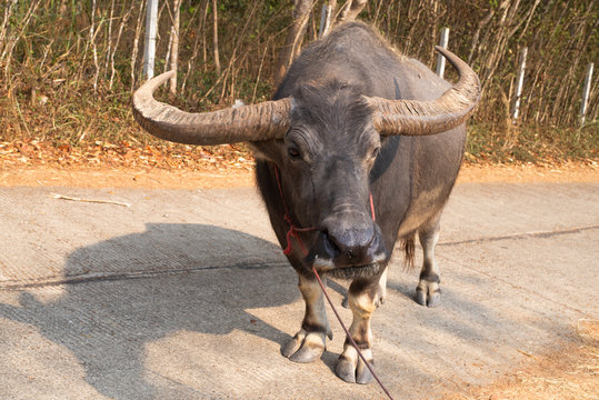 Thai buffalo or swamp buffalo has a large body Hardy black body In the picture is a male buffalo. Current state of extinction