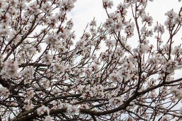 defocusing. Spring. blooms with white flowers sakura / cherry