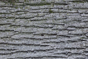 The texture of the tree bark. The texture of the tree bark. Part of a tree in daylight. Account for designers. Tree and its structure, background made of bark.