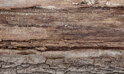 The texture of the raw wood