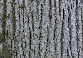 Naklejka premium The texture of the tree bark. The texture of the tree bark. Part of a tree in daylight. Account for designers. Tree and its structure, background made of bark.