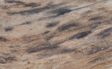 The texture of the raw wood