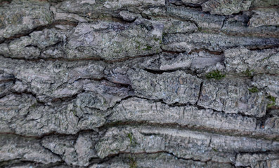 The texture of the tree bark. The texture of the tree bark. Part of a tree in daylight. Account for designers. Tree and its structure, background made of bark.