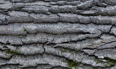 The texture of the tree bark. The texture of the tree bark. Part of a tree in daylight. Account for designers. Tree and its structure, background made of bark.