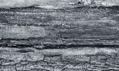 The texture of the raw wood