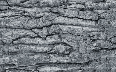 The texture of the tree bark. The texture of the tree bark. Part of a tree in daylight. Account for designers. Tree and its structure, background made of bark.
