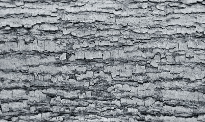 The texture of the tree bark. The texture of the tree bark. Part of a tree in daylight. Account for designers. Tree and its structure, background made of bark.