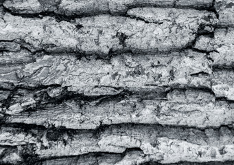 The texture of the tree bark. The texture of the tree bark. Part of a tree in daylight. Account for designers. Tree and its structure, background made of bark.