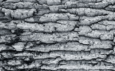 The texture of the tree bark. The texture of the tree bark. Part of a tree in daylight. Account for designers. Tree and its structure, background made of bark.