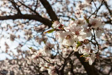 defocus. spring sakura / cherry blossom against blue sky