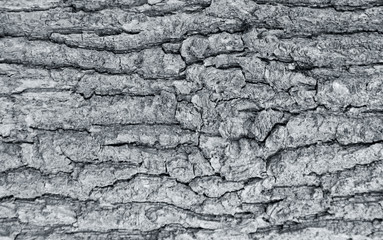 The texture of the tree bark. The texture of the tree bark. Part of a tree in daylight. Account for designers. Tree and its structure, background made of bark.