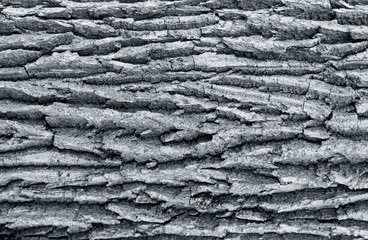 The texture of the tree bark. The texture of the tree bark. Part of a tree in daylight. Account for designers. Tree and its structure, background made of bark.