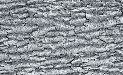 The texture of the tree bark. The texture of the tree bark. Part of a tree in daylight. Account for designers. Tree and its structure, background made of bark.