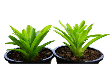Color pineapple trees in outdoor pots and drops of prinker.