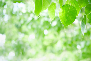 Fototapeta na wymiar Beautiful nature view of green leaf on blurred greenery background in garden and sunlight with copy space using as background natural green plants landscape, ecology, fresh wallpaper concept.